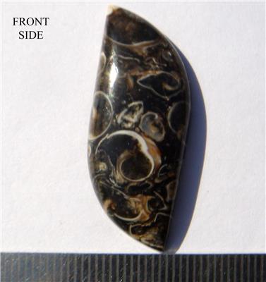 Turritella Fossil Stone Freeform Cabochon